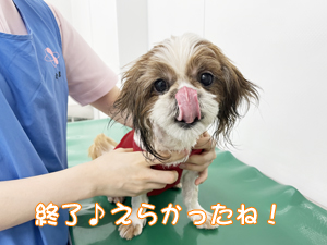モデル犬の健康を守ります！
